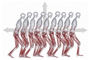 Musculoskeletal simulation used to evaluate crouch gait dynamics.