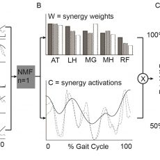 BR Shuman, MH Schwartz, KM Steele (2017) “Electromyography Data Processing Impacts Muscle Synergies during Gait for Unimpaired Children and Children with Cerebral Palsy.” Frontiers in Computational Neuroscience