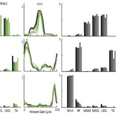 KM Steele, RW Jackson, BR Shuman, SH Collins (2017) “Muscle recruitment and coordination with an ankle exoskeleton.” Journal of Biomechanics