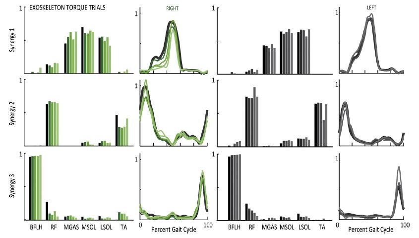 Synergy structure and activations had minimal changes with increasing exoskeleton torque.