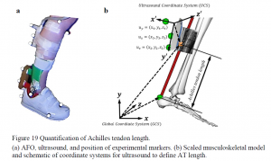 A methods figure is shown depicting an Ultrasound Coordinate System. The figure depicts how the Achilles tendon length is quantified by using an ultrasound, participant, and modeling system with motion capture markers. [In photo text: Global Coordinate System; Ultrasound Coordinate System; Figure 19 Quantification of Achilles tendon length. On left, AFO, ultrasound, and position of experimental markers. On right, scaled musculoskeletal model and schematic of coordinate systems for ultrasound to define AT length.