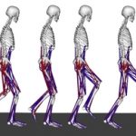 Crouch gait simulations