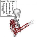 A skeleton in front of a muscle synergy chart