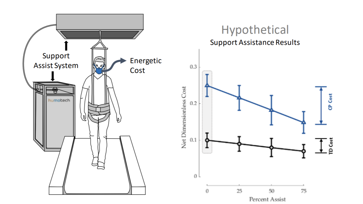 Experimental paradigm used to perturb walking while a participant walks on a treadmill and we monitor energetic cost. We've plotted our best guess at results - these are hypothetical results which are experiments will either support or disprove. We hypothesize that individuals with CP have a greater energetic cost to support the body.