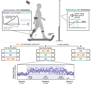 Figure 1. Experimental Protocol. Audiovisual (AV) biofeedback on soleus activity was provided for the more-affected limb alongside an auto-adjusting target score. Sensorimotor (SM) biofeedback was provided for the more-affected limb using an untethered ankle exoskeleton designed to impart a resistive ankle torque through stance, proportional to baseline values. Participants completed three data collection visits (pre-acclimation, post-acclimation, and follow-up), during which they walked with both biofeedback systems independently and in combination. Trials were pseudo-randomized within and between visits to ensure that feedback modalities were presented to each participant in a different order and control for fatigue and learning effects. Each trial was 10 min long and separated into baseline, feedback, and washout phases. All data analysis was performed for early (strides 1–30), mid (strides 91–110), and late (strides 181–210) feedback phases and washout (strides 1–30). Mean soleus activity for individual strides (purple dots) was normalized to baseline activity. Between the pre-acclimation and post-acclimation visits, participants completed four, 20-min acclimation sessions where they received additional practice with both systems