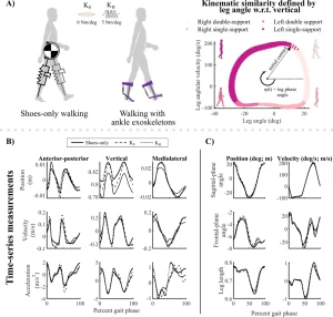 Depictions of walking conditions, phase variables, and example template state variables. (A) Two-dimensional depictions of template model applied to human walking without and with ankle exoskeletons (left). The phase portrait (right) defined a phase variable, , used to cluster kinematically similar measurements for model fitting. Colors denote gait phases corresponding to first and second double-limb support, single-limb support, and swing of the right leg. (B) Stride-averaged global CoM position, velocity, and acceleration for an exemplary unimpaired adult in the anterior–posterior, vertical, and mediolateral directions. The three exoskeleton conditions are shown in panels (B) and (C): shoes-only (solid lines), zero-stiffness exoskeletons (K0; dashed lines), and stiff exoskeletons (KH; dotted lines). (C) Template position and velocity states used to fit the template signatures were defined by sagittal- and frontal-plane leg angles, and leg length.