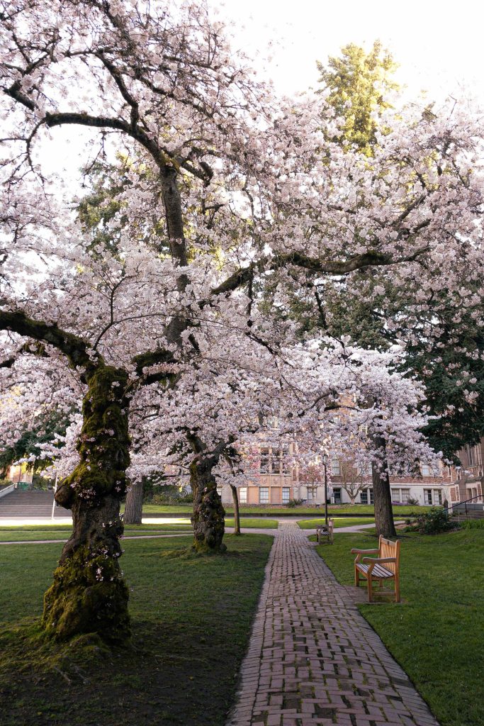 A brick path with cherry blossom trees, grass, and benches