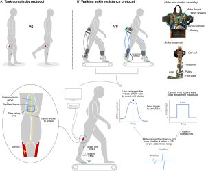 Figure 1) Study design. (A) Task complexity protocol, where soleus H-reflexes were elicited with stimulation of the posterior tibial nerve under two conditions: a baseline, bilateral standing condition and a complex, unilateral standing condition (B) Walking ankle resistance protocol, where soleus H-reflexes were elicited during mid-stance under a baseline walking and when walking with an ankle exoskeleton device delivering resistance to plantar flexion proportional to a user’s real-time estimated ankle moment.