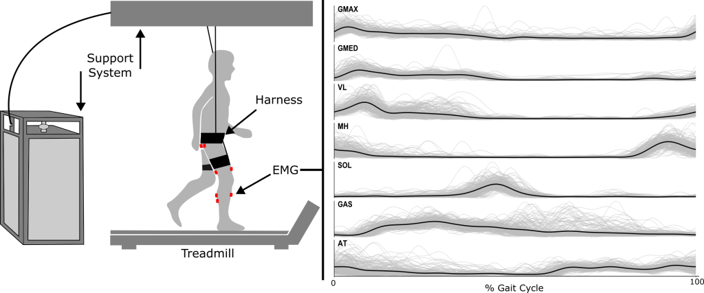 Experimental setup. Body weight support is provided via vertical force application at the pelvis by the support system (Humotech, force controller, and overhead gantry). Electromyography was recorded bilaterally from seven lower limb muscles.